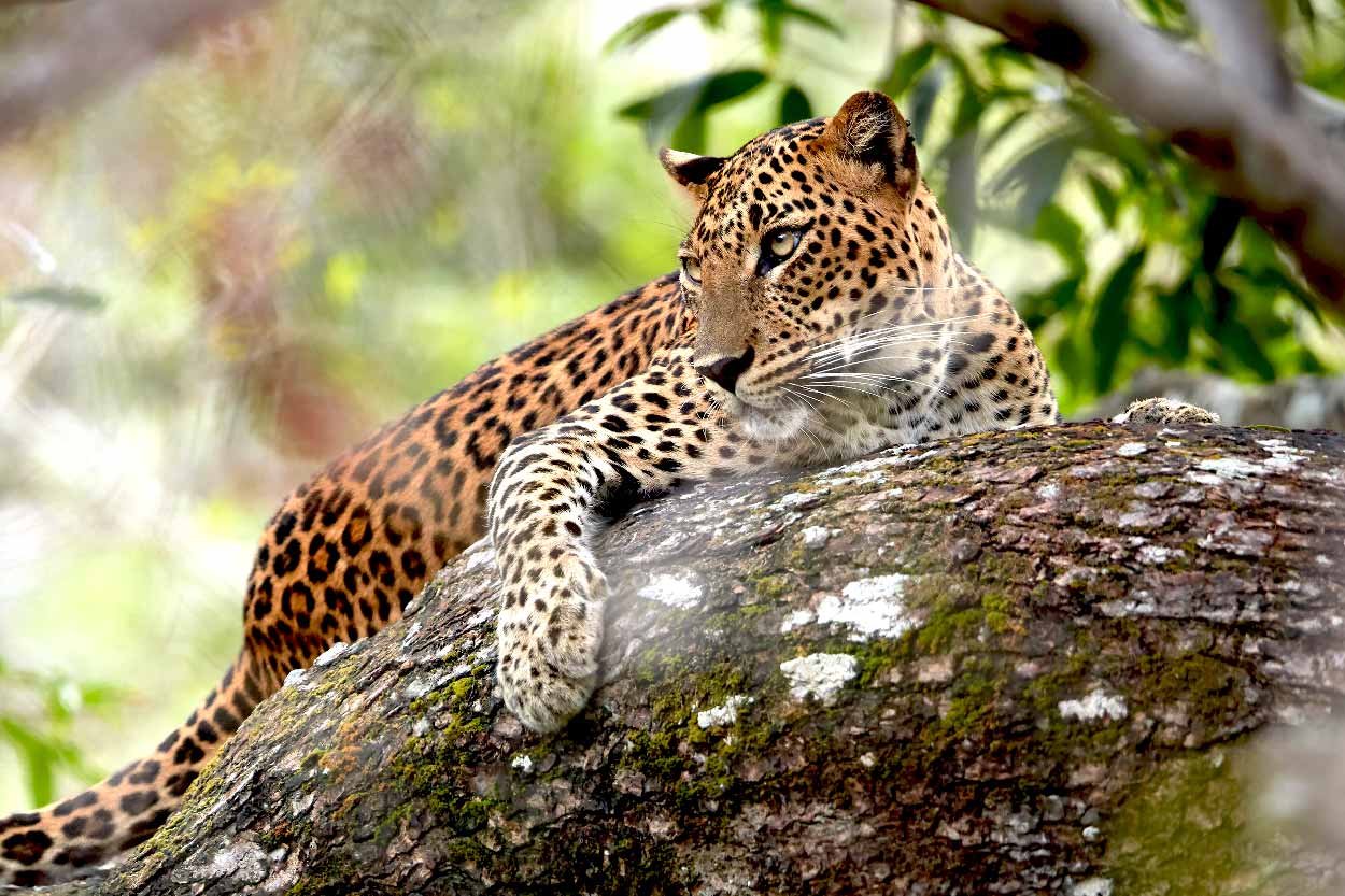 Animals & Wildlife