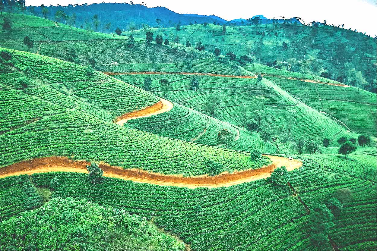 Hill country & Tea Plantation